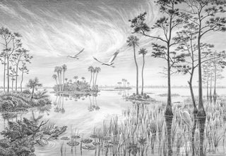 Everglades National Park Sketch