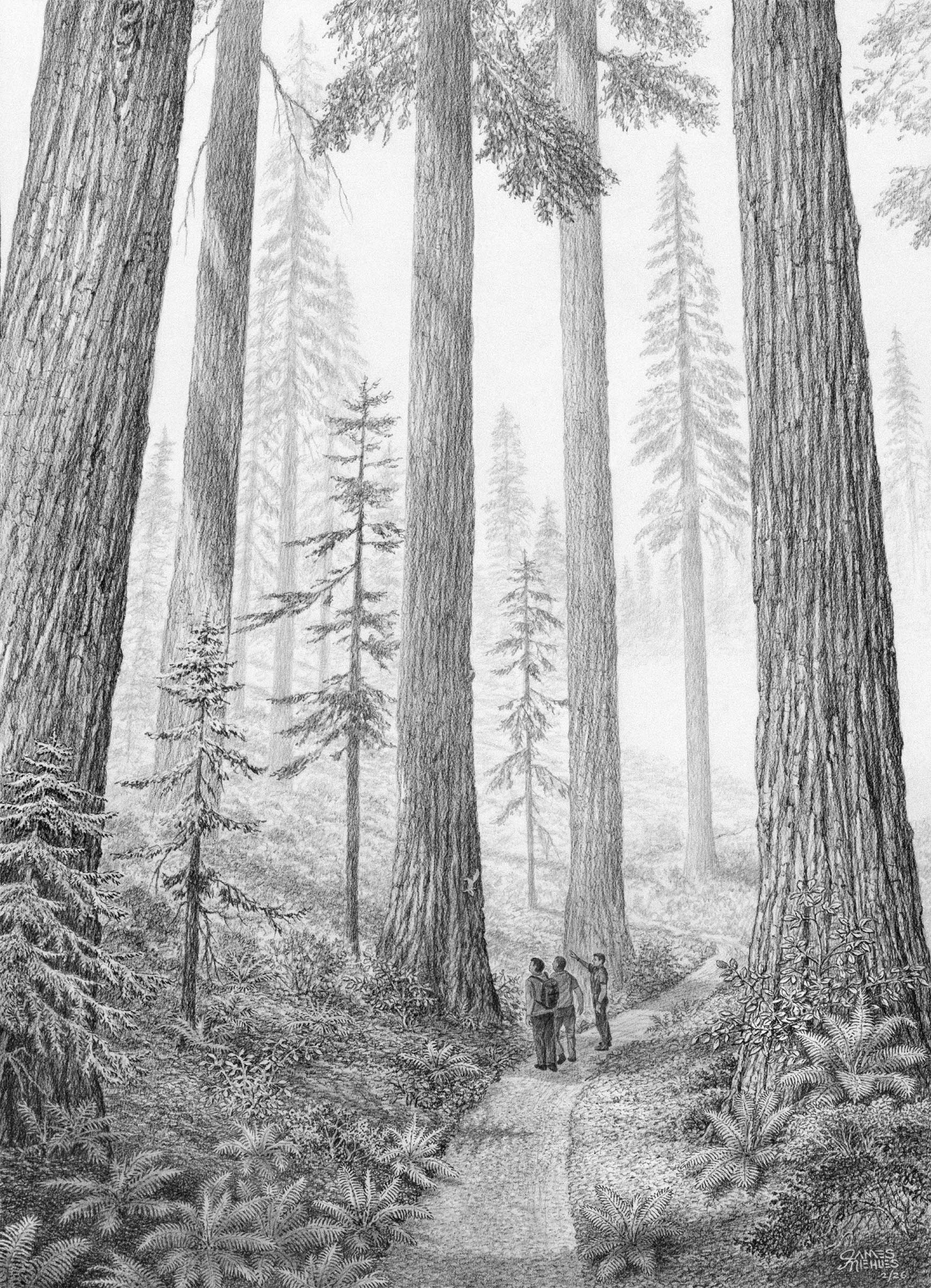 Redwood National Park Sketch
