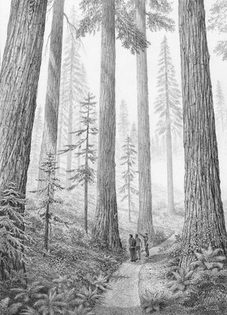 Redwood National Park Sketch