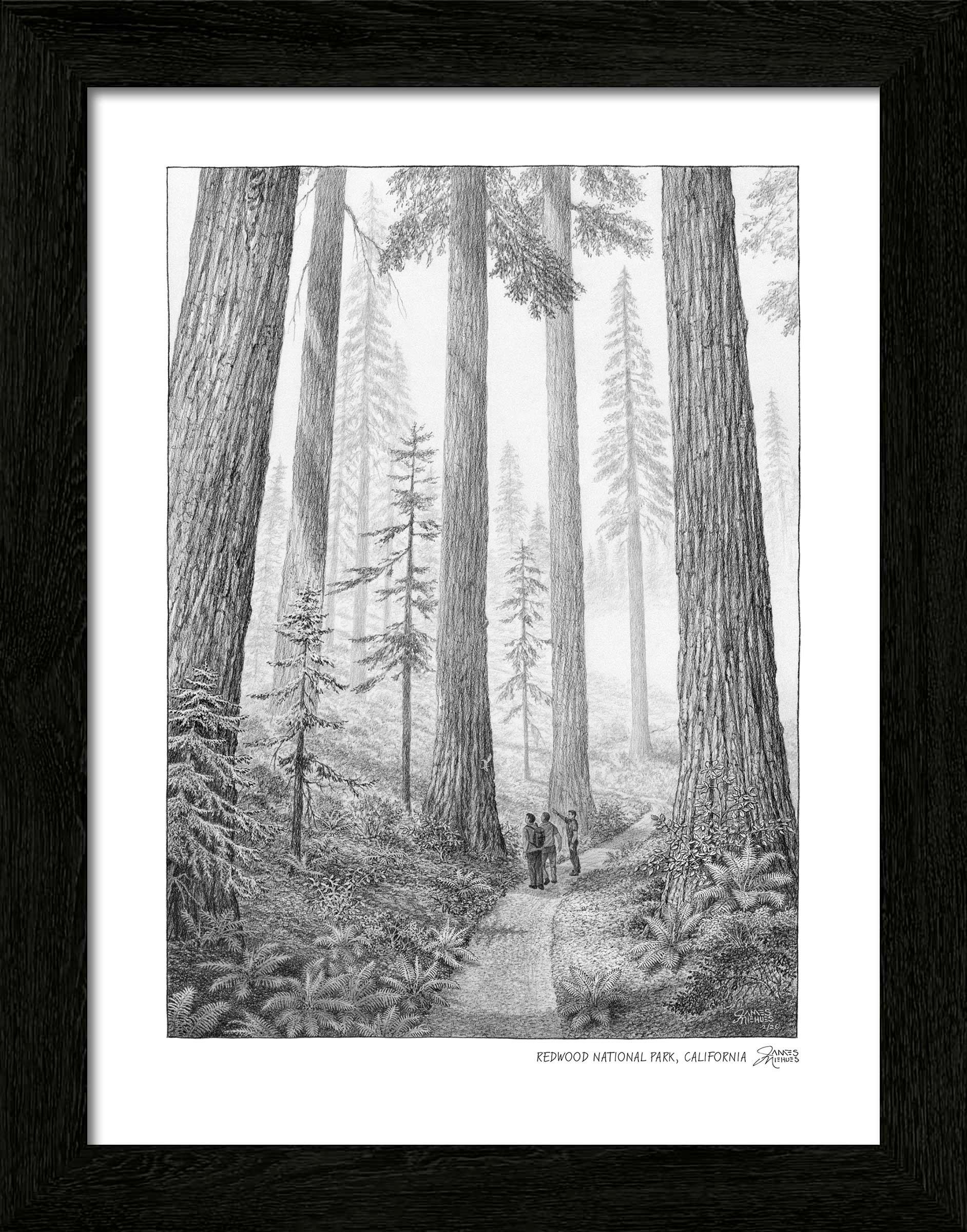 Redwood National Park Sketch
