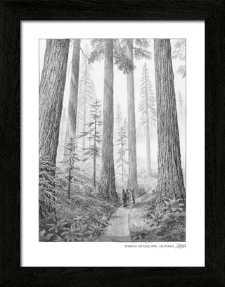 Redwood National Park Sketch