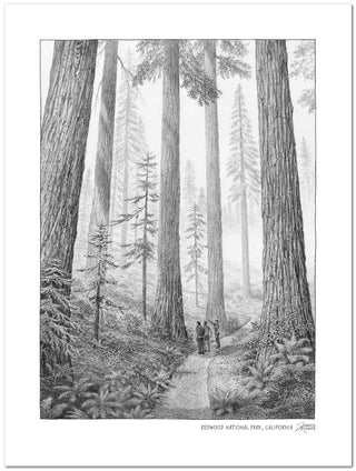 Redwood National Park Sketch